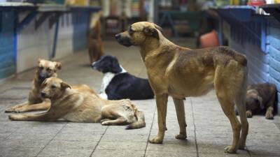 Депутат Бурматов перечислил шаги по решению проблемы с бездомными собаками
