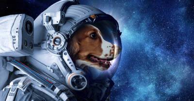 Как животные помогали человеку покорять космос