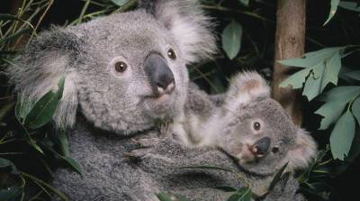 Австралия причислила коал к видам, находящимся под угрозой исчезновения