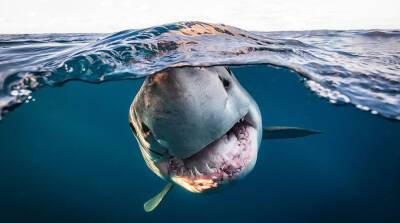 ФОТОФАКТ: Ежегодный конкурс "Подводный фотограф года" прошел в Великобритании