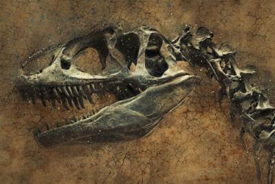 В останках динозавра юрского периода выявлены следы респираторной инфекции