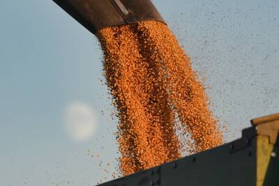 В Кабардино-Балкарии впервые собрали более 1 млн тонн кукурузы