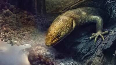 В куске янтаря нашли ящерицу возрастом 110 миллионов лет