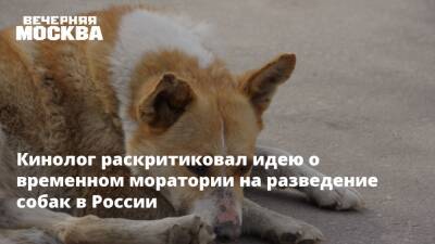 Владимир Голубев - Кинолог раскритиковал идею о временном моратории на разведение собак в России - vm.ru - Россия