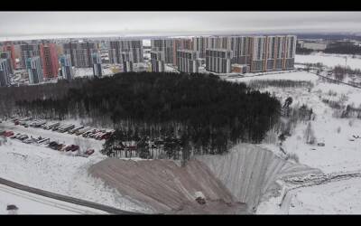 В Петербурге сняли, как черный снег сваливают у шуваловского леса
