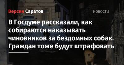 В Госдуме рассказали, как собираются наказывать чиновников за бездомных собак. Граждан тоже будут штрафовать