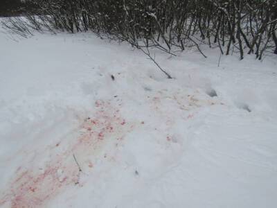 «Следы крови на снегу». В Смоленской области задержали москвича-браконьера