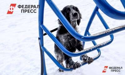 Депутат призвал новосибирских чиновников следить за качеством строительства приютов для бездомных собак