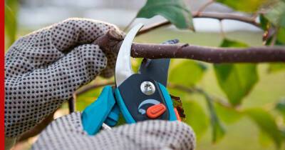 Здоровый сад и хороший урожай: как правильно ухаживать за плодовыми деревьями