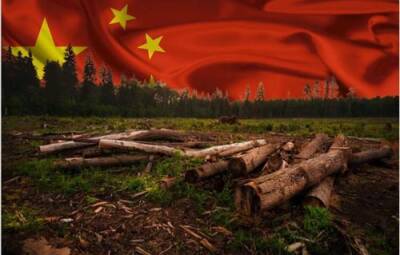 Экс-чиновников Минобороны обвиняют в организации вырубок леса для продажи его в Китай