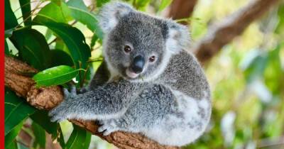 Австралийских коал официально признали исчезающим видом