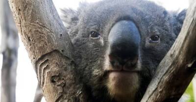 Борьба за выживание. Коала, животное-символ Австралии, оказалась на грани исчезновения