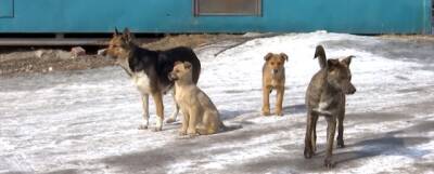 Нападения безнадзорных собак на жителей Томска участились