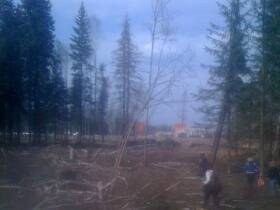 СКР завершил расследование дела о вырубленном военном лесе