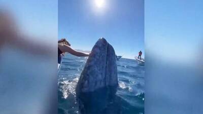 Гигантский серый кит «поцеловал» пассажиров лодки в Мексике