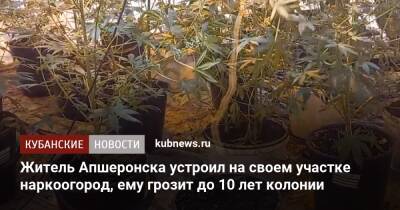 Житель Апшеронска устроил на своем участке наркоогород, ему грозит до 10 лет колонии - kubnews.ru - Краснодарский край - район Усть-Лабинский - Апшеронск