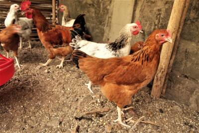 Известная птицефабрика Ленобласти может закрыться из-за снижения объёмов производства