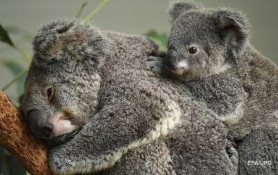 Исчезающий вид. Австралия решила беречь коал