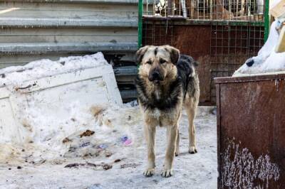 Пять приютов для бездомных собак построят в Новосибирской области