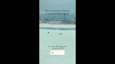 Лисы на Сахалине уже начали отмечать 14 февраля