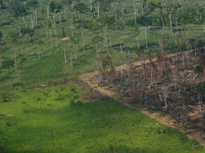 Вырубка лесов в тропических лесах Амазонки в Бразилии достигла рекордного уровня