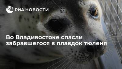 Во Владивостоке забравшемуся в плавдок тюленю оказали помощь и отпустили