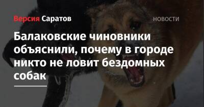 Балаковские чиновники объяснили, почему в городе никто не ловит бездомных собак