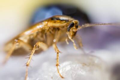 В цехе по производству пельменей в Удмуртии нашли тараканов