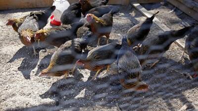 В Испании забивают 130 тысяч кур из-за птичьего гриппа