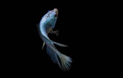 Ученые создали биогибридную рыбу из клеток сердца человека