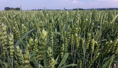 Весенняя подкормка озимой пшеницы