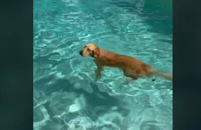 «Спасибо, нет». Пес любит плавать в бассейне и мастерски игнорирует уговоры хозяйки (ВИДЕО)