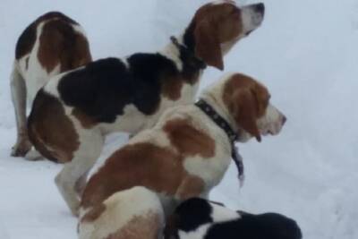Сразу четыре охотничьих собаки потеряли хозяев под Серпуховом