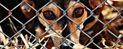 В Орле за 40,7 млн рублей построят приют для бездомных собак