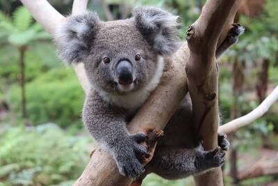 В Австралии навсегда могут исчезнуть коалы