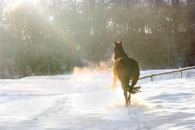 Второй раз в Удмуртии пройдут соревнования по зимнему конному биатлону