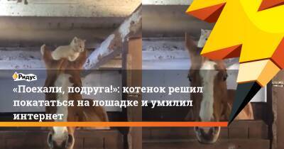 «Поехали, подруга!»: котенок решил покататься на лошадке и умилил интернет