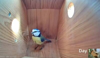 Смотрите потрясающее видео о жизни синиц: от пустого гнезда до первого полета птенцов