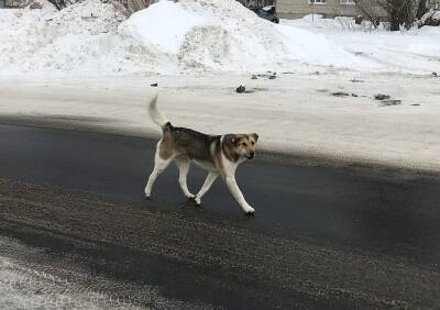 В Касимове бездомная собака напала на мужчину
