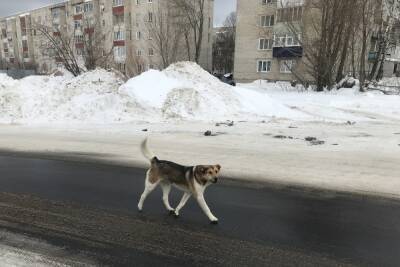 В рязанском Касимове чипированная бездомная собака напала на мужчину