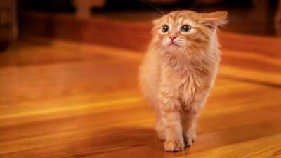 Фелинолог рассказал, чего больше всего боятся домашние кошки и почему