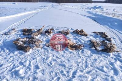 Ущерб за браконьерство взыщут с новосибирских полицейских