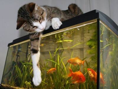 Сеть поразил кот, который подружился с аквариумными рыбками. ВИДЕО