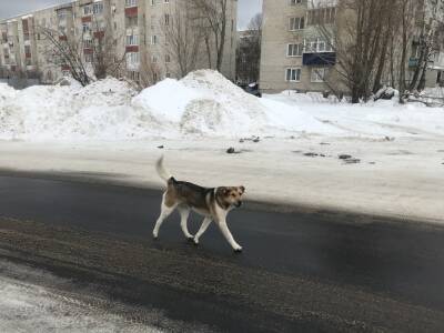 Касимов - Чипированная бездомная собака покусала мужчину в Касимове - 7info.ru - Россия - Рязань