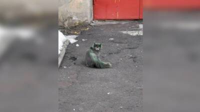 Зелёного кота заметили во дворе воронежской «сталинки»