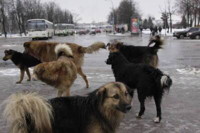 В Тверской области собака напала на идущих в школу детей