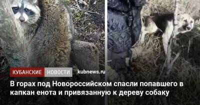 В горах под Новороссийском спасли попавшего в капкан енота и привязанную к дереву собаку