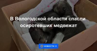В Вологодской области спасли осиротевших медвежат