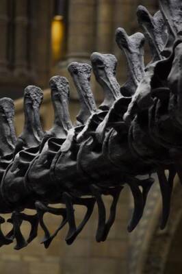 Палеонтологи обнаружили в позвонках молодого динозавра следы тяжелой респираторной инфекции - argumenti.ru - США