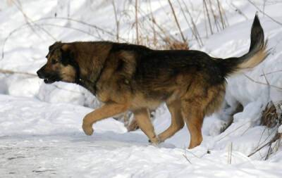В Госдуме призвали посадить оренбургских чиновников после нападения стаи собак на девочку